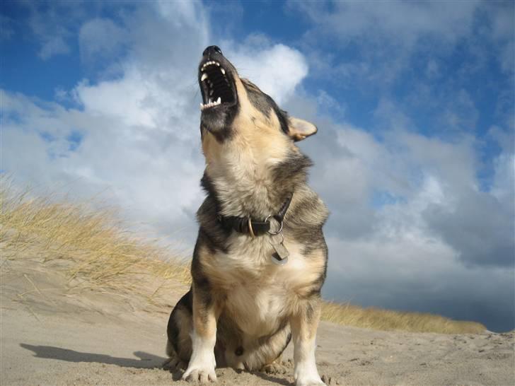 Västgötaspids rätt o slätt Qammaq billede 1