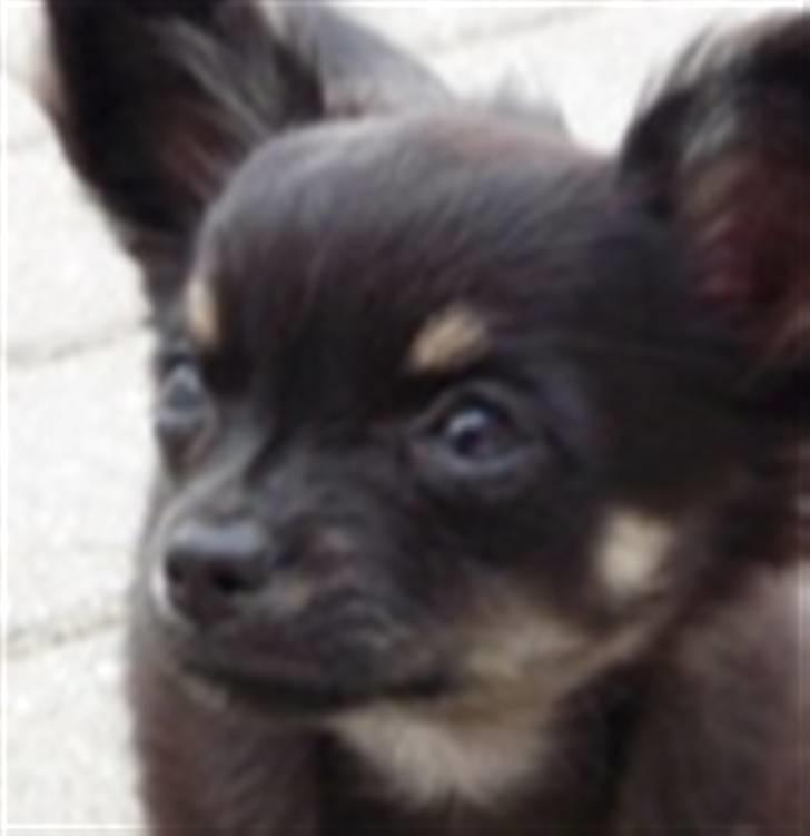 Chihuahua Little Beautifull Girl billede 15