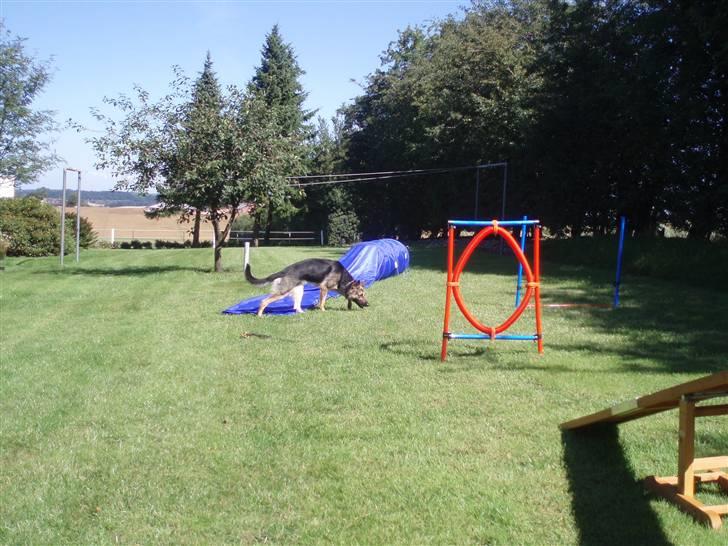 Schæferhund Soffi Rexi - Er jeg ikke heldig - har fået min egen agillity-bane og jeg er blevet dygtig billede 8