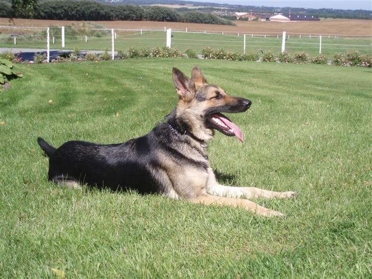 Schæferhund Soffi Rexi - Jeg tager lige en slapper i mors have billede 9