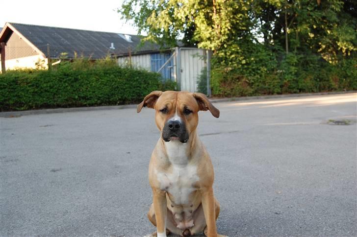 Blanding af racer Ciska.  - gad vide hvad hun har spist.(tjek hendes mund)foto; HN-Foto.  billede 15