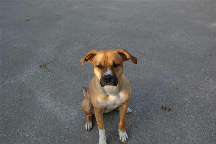 Blanding af racer Ciska.  - Ciska gør alt for mad. foto; HN-Foto.  billede 16