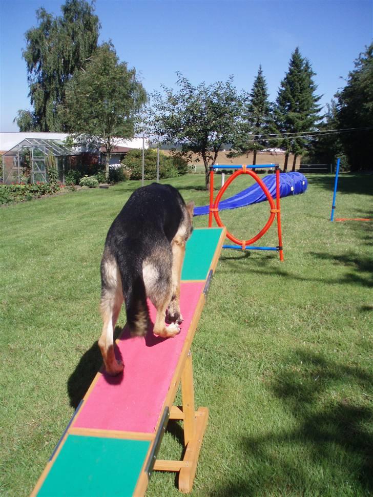 Schæferhund Soffi Rexi - Jeg kan ikke gå på vandet, men jeg ka´ så meget andet... billede 10