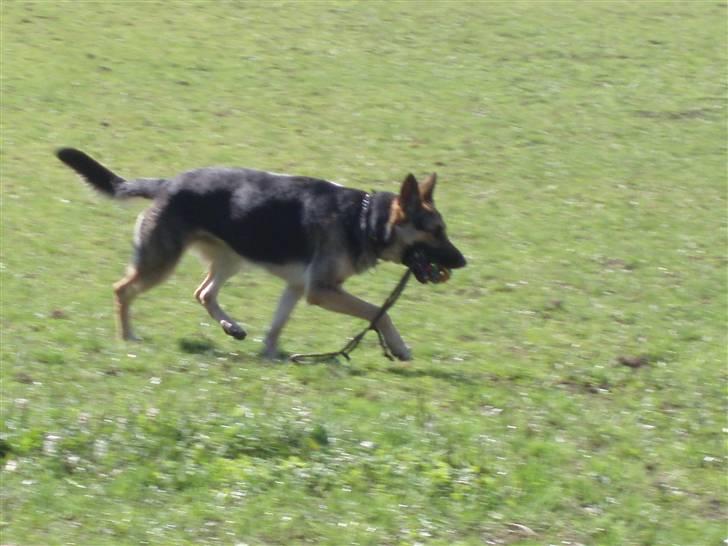 Schæferhund Soffi Rexi billede 11