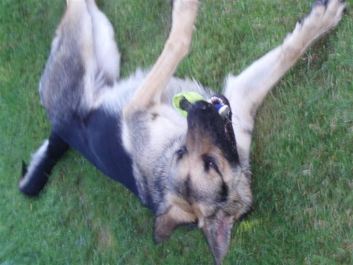Schæferhund Soffi Rexi - Jeg elsker at tumle og rulle sammen med mine bolde billede 12