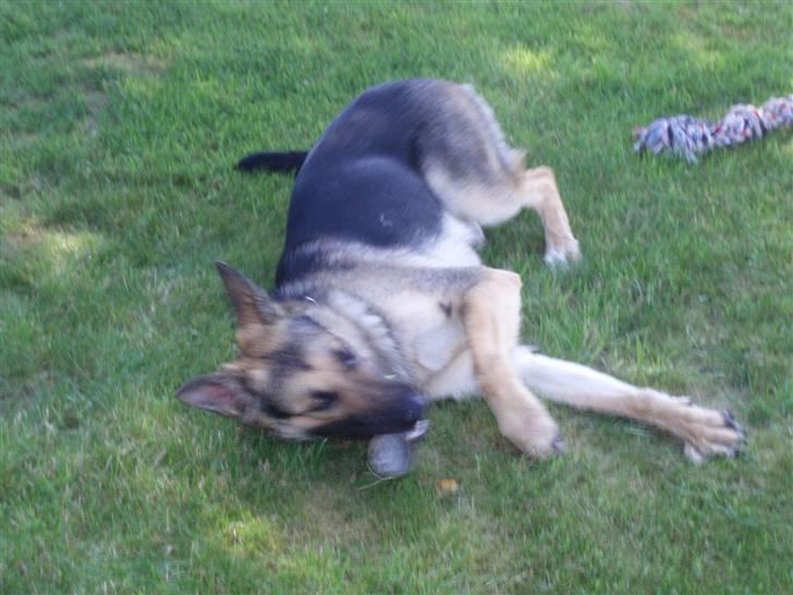 Schæferhund Soffi Rexi billede 13