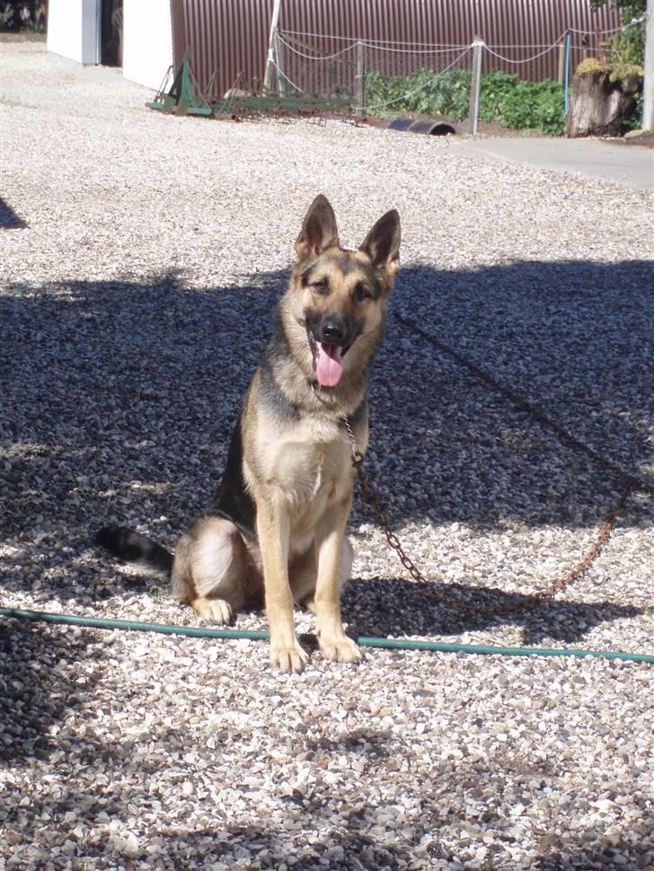 Schæferhund Soffi Rexi billede 14