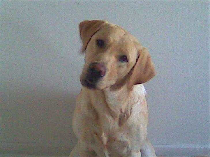 Labrador retriever Chang billede 1