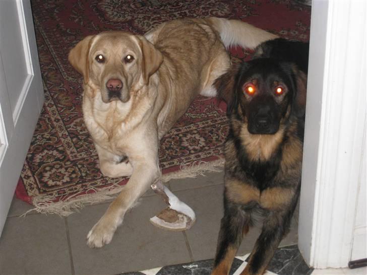 Labrador retriever Chang billede 2