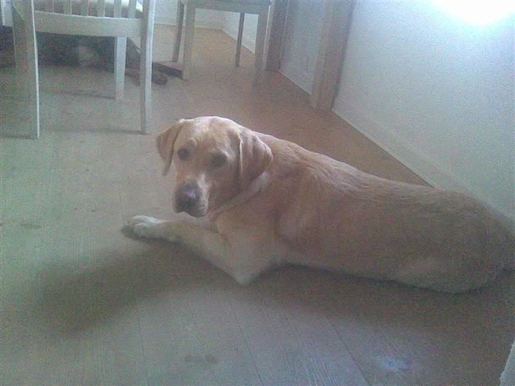 Labrador retriever Chang billede 3