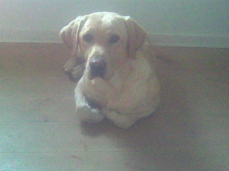 Labrador retriever Chang billede 4