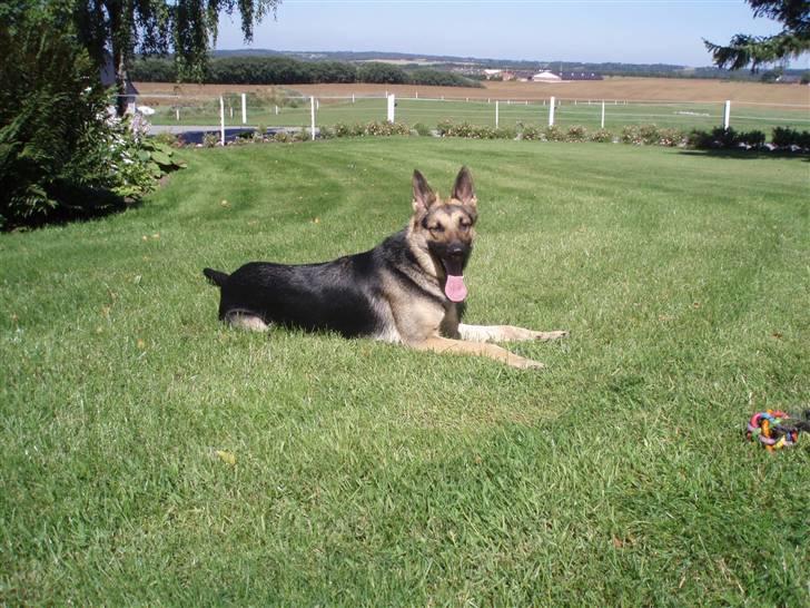 Schæferhund Soffi Rexi billede 15