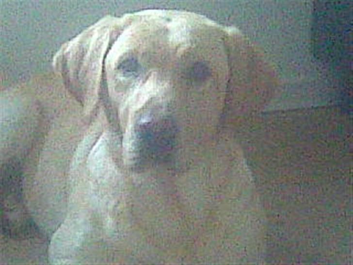 Labrador retriever Chang billede 5