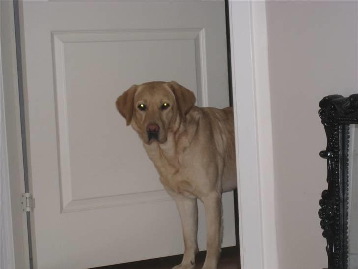 Labrador retriever Chang billede 6