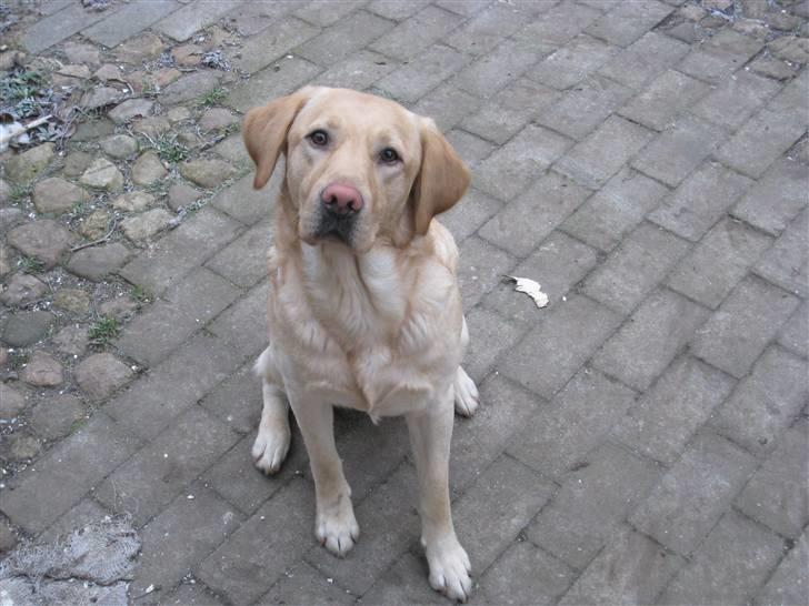 Labrador retriever Chang billede 7