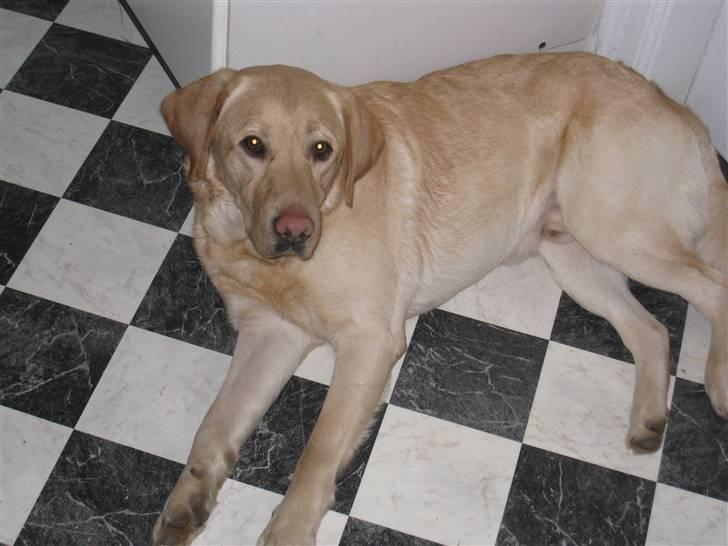 Labrador retriever Chang billede 8