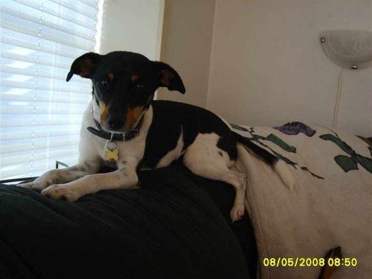 Blanding af racer fie billede 1