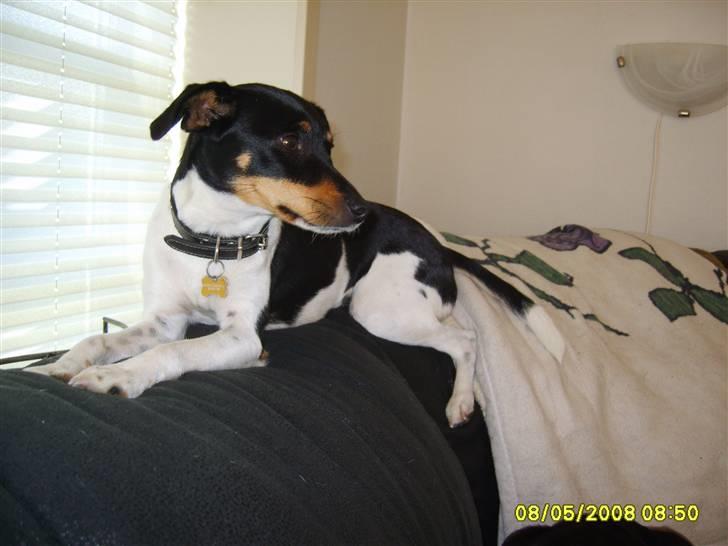 Blanding af racer fie billede 2