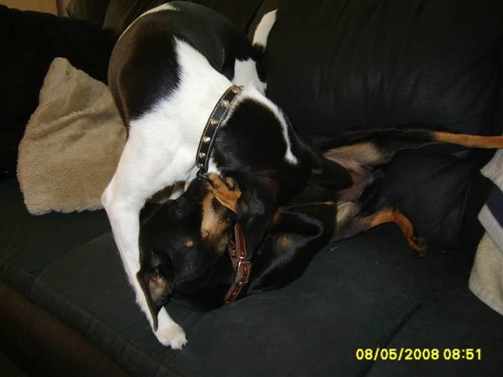 Blanding af racer fie billede 3