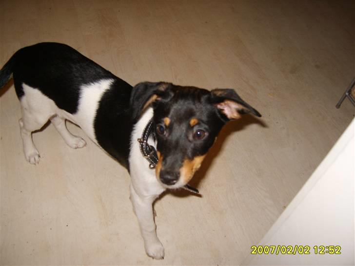 Blanding af racer fie billede 5