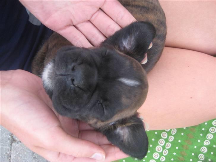 Boxer Berta billede 18