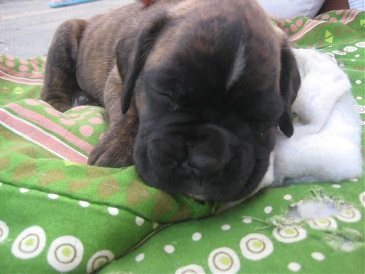 Boxer Berta billede 17