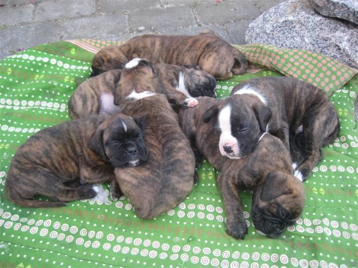 Boxer Berta billede 16