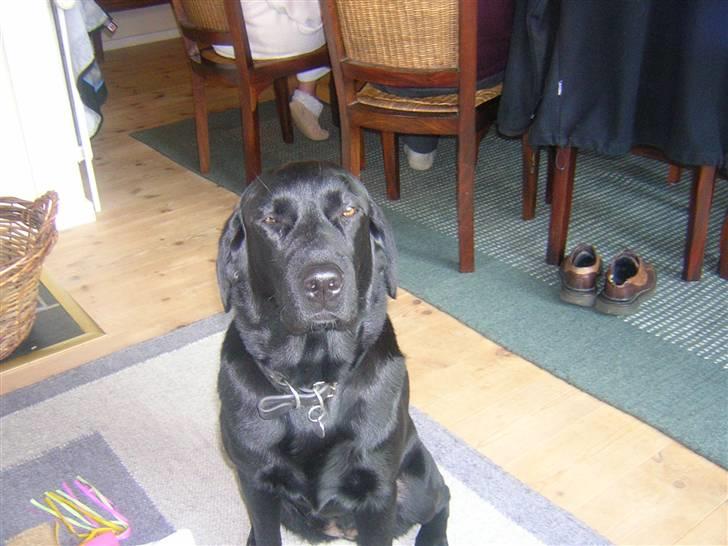 Labrador retriever Sasha - sasha stener lidt...x) billede 9