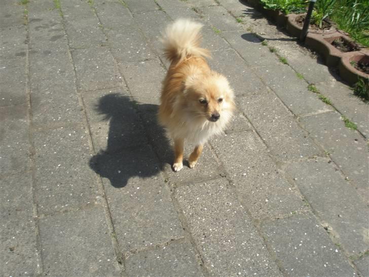 Pomeranian Lady billede 20
