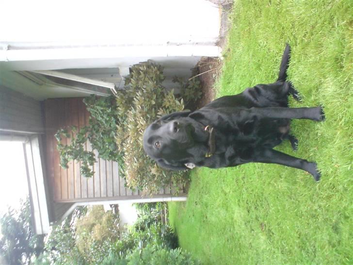 Labrador retriever Sasha - sorry det vender forkert men min com. nægter at rotere det...! billede 10
