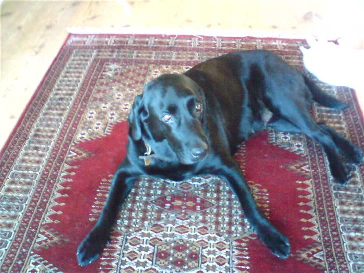 Labrador retriever Sasha - sammel lii forbenene basse mus?(= billede 11