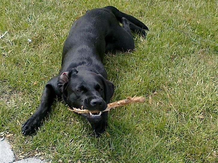 Blanding af racer Cita - Velkommen til Cita´s profil. 2009 billede 1