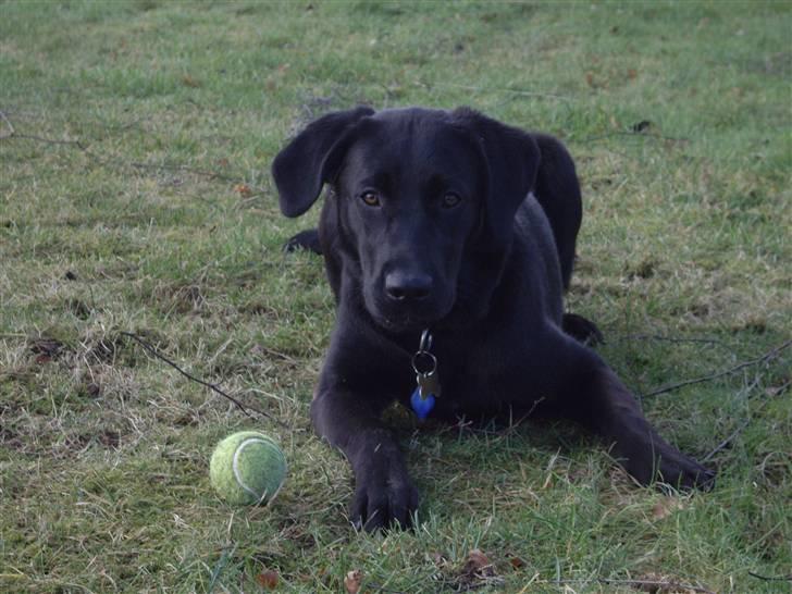 Blanding af racer Cita - Kom bare og tag den xD 2009 billede 2