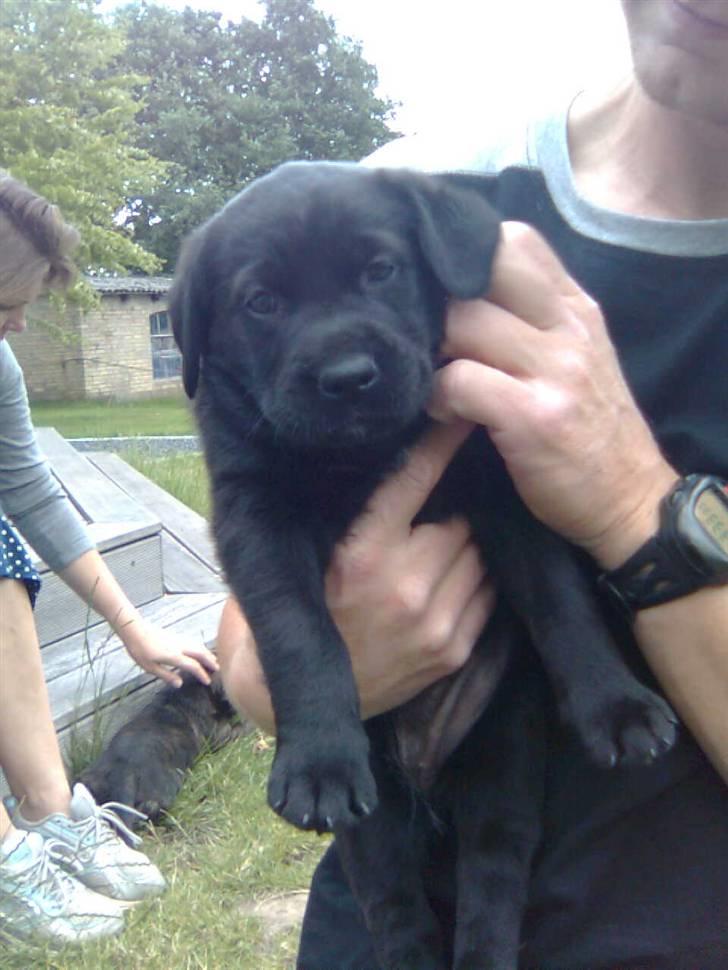 Blanding af racer Cita - Cita er her 5 uger gammel. 2008 billede 3