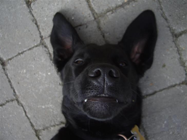 Blanding af racer Cita - Cita´s Fødzdag 2009 billede 4