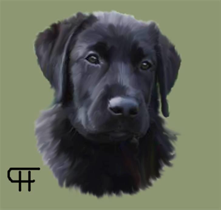 Blanding af racer Cita - Mange tak til Hans F, for det her skønne billede af Cita :D billede 5