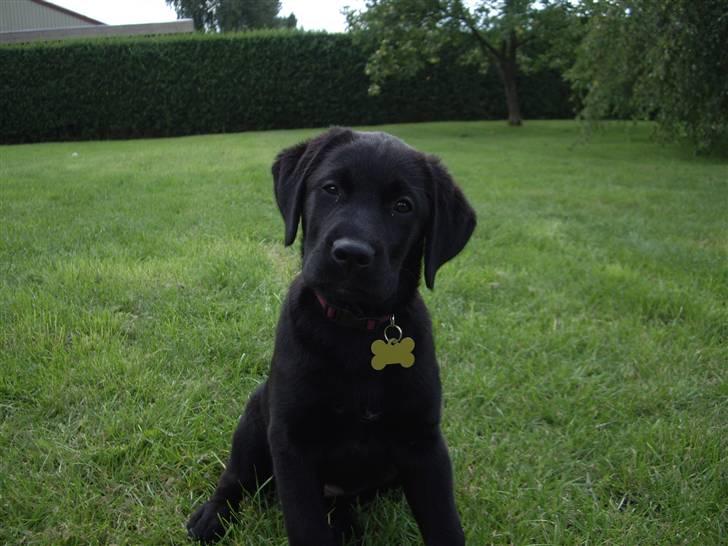 Blanding af racer Cita - Jeg tror jeg har fået noget i øjet :P 2008 billede 6