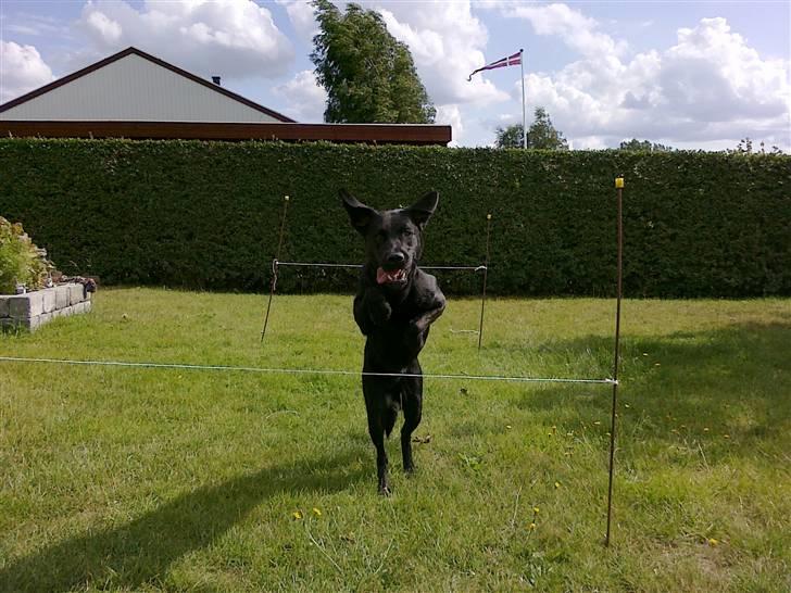 Blanding af racer Cita - Hun er en rigtig springhund 2009 billede 7