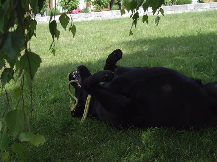 Blanding af racer Cita - Cita´s Fødzdag 2009 billede 8