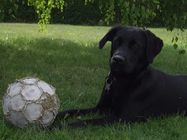 Blanding af racer Cita - Cita´s Fødzdag 2009 billede 9