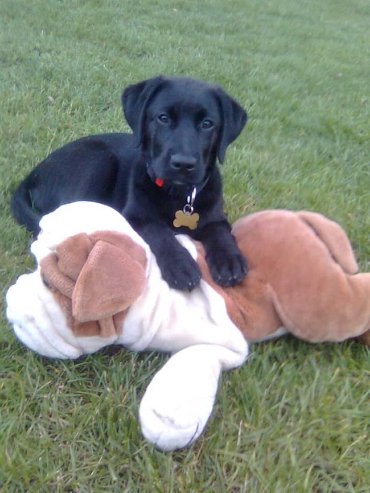 Blanding af racer Cita - Nu kan Buller ikk slippe væk xD 2008 billede 10