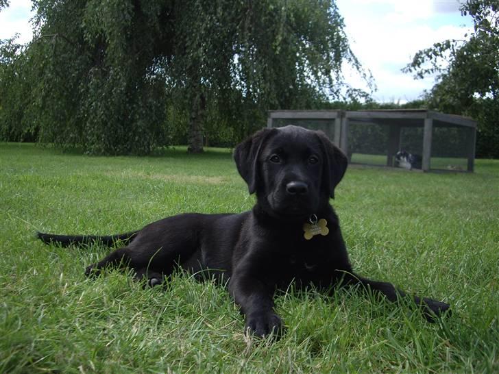 Blanding af racer Cita - Hvad laver duh? 2008 billede 11