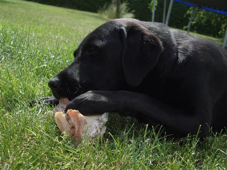 Blanding af racer Cita - Cita´s Fødzdag 2009 billede 12