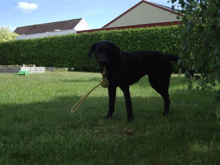 Blanding af racer Cita - Cita´s Fødzdag 2009 billede 13