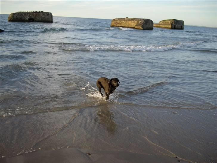 Blanding af racer Cita - I Vigsø på ferie 2009 billede 14