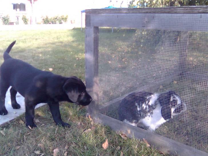 Blanding af racer Cita - Cita der hilser på Plet, for første gang. 2008 billede 15