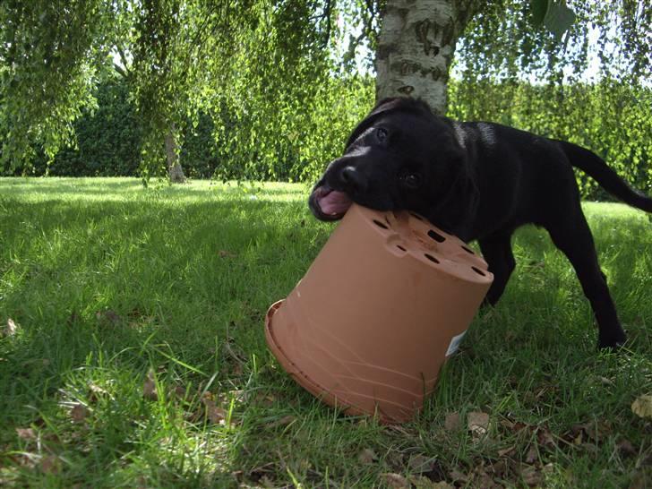 Blanding af racer Cita - Grr, nu har jeg dig! 2008 billede 16