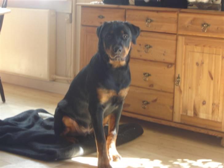 Rottweiler Loke  - Nyt 5.8.08 .. sååå "doooor" ...  billede 14