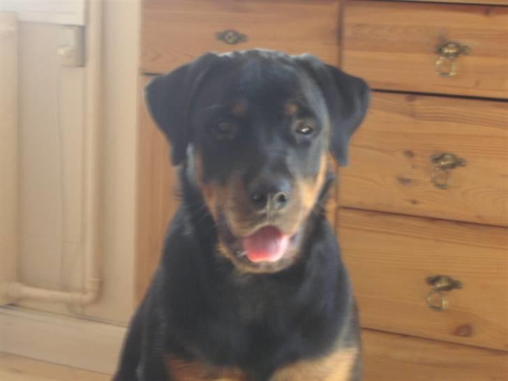 Rottweiler Loke  billede 15