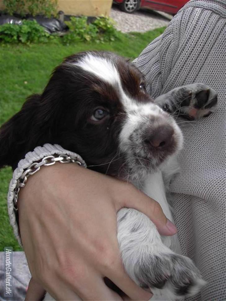 Engelsk springer spaniel "Chelsea"- Punakha's Zara billede 1